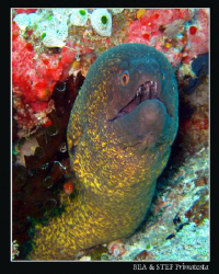 Moray eel (Gymnothorax flavimarginatus). Canon G9 & InonD... by Bea & Stef Primatesta 